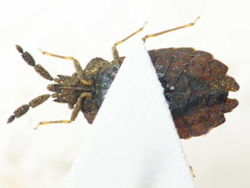 Aradus robustus Uhler, 1871